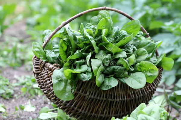 秋菠菜如何種？五句老話可作參考，因這5句老話是秋菠菜播種5要素