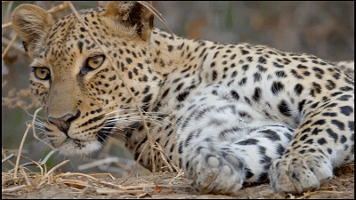 這隻花豹是啃老反面教材！正能量教育意義