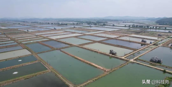 2021中國農業農村重大新產品 | 黃顙魚新品種“黃優1號”