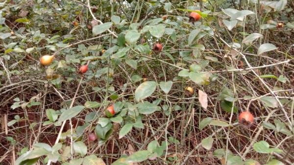 好多的金櫻子為何沒人摘，用它煮水的三大用途，好多人還不知道