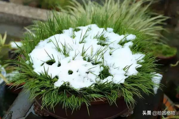 細說菖蒲品種 細說菖蒲品種