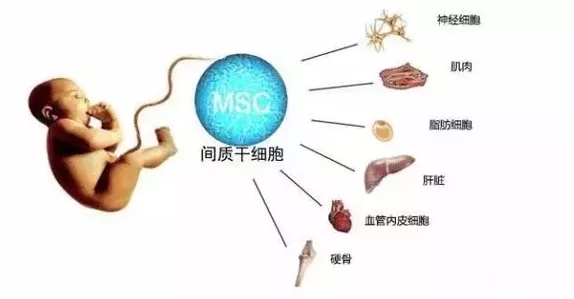 腸健康，才能常健康！幹細胞有效修復腸炎，調控腸道穩態