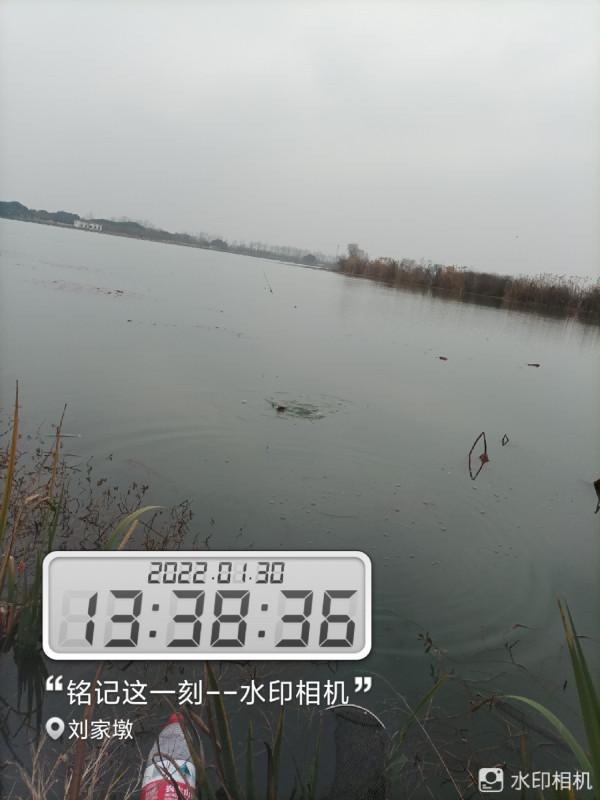 來自北賽湖探釣意外發現——外來物種