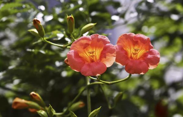 20種充滿活力的橙黃色花卉,來為你的生活注入快樂吧 20種充滿活力的橙黃色花卉,來為你的生活注入快樂吧