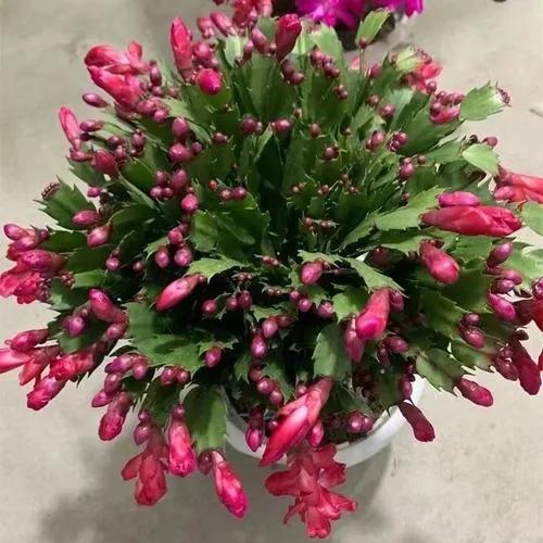 花豔吉利貴氣的八種富貴花