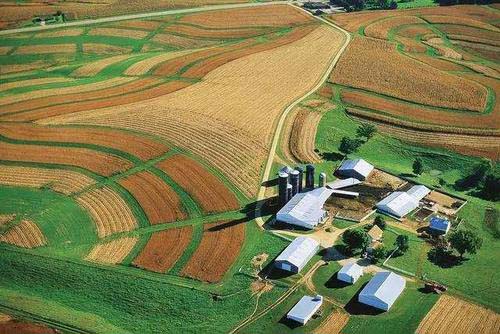 美國機械化採摘黃瓜，一天可收1000噸！為啥我們沒有這種機器？