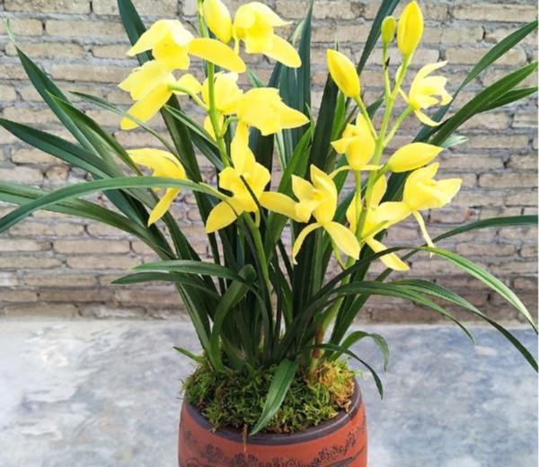 很好養的2種盆栽，耐旱耐貧瘠，越養越壯，優美大氣