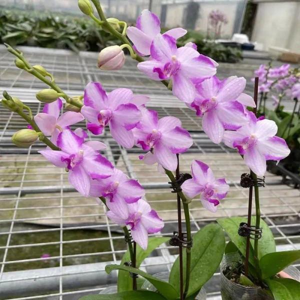 能開大半年的&OpenCurlyDoubleQuote;蝴蝶花&rdquo;，皮實耐陰好養活，養在家裡喜慶熱鬧