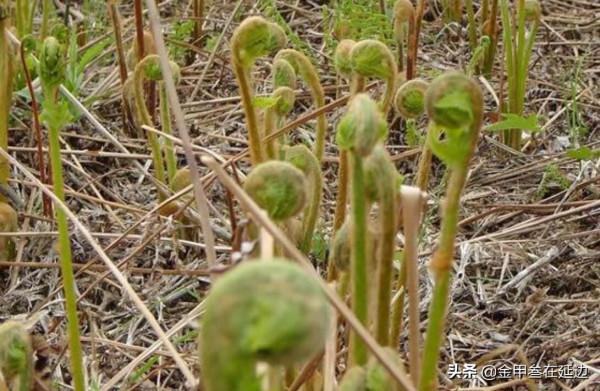 盤點東北人摯愛的野菜！不知道你吃過幾種？現在買真不便宜…