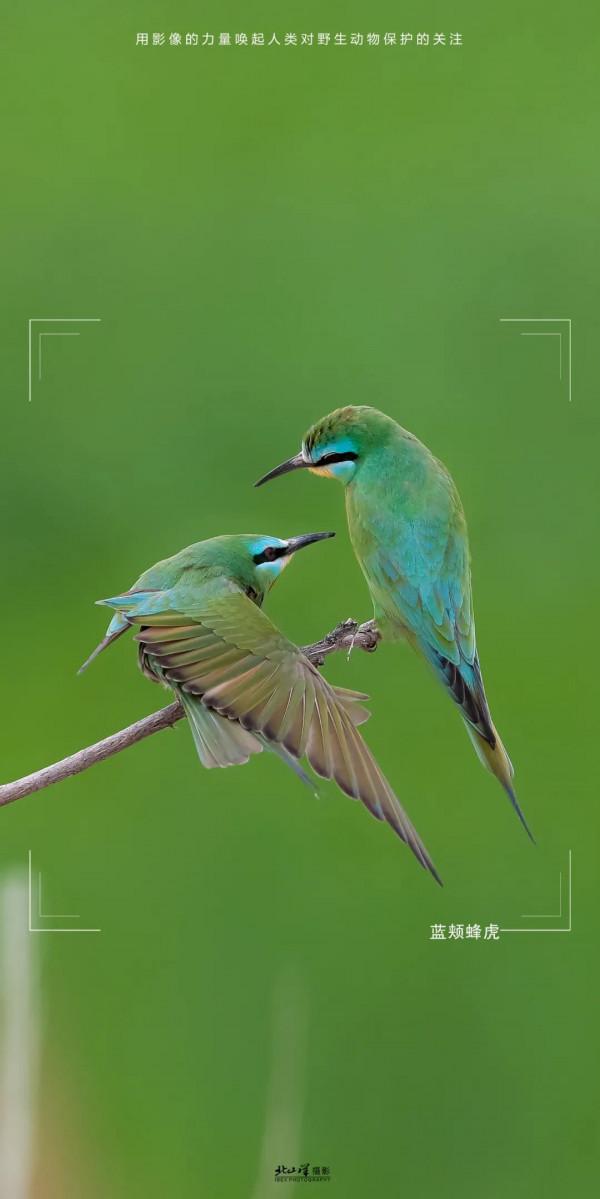 深冬,到新疆觀鳥,會有想不到的驚喜 深冬,到新疆觀鳥,會有想不到的驚喜