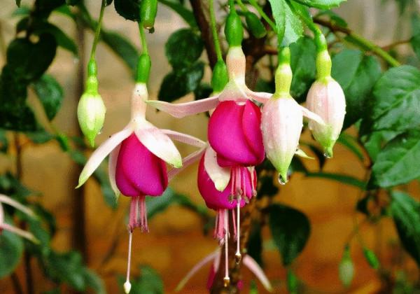 不能多曬的&OpenCurlyDoubleQuote;11種花&rdquo;，曬多了葉子就捲曲、發黃，越養越糟糕