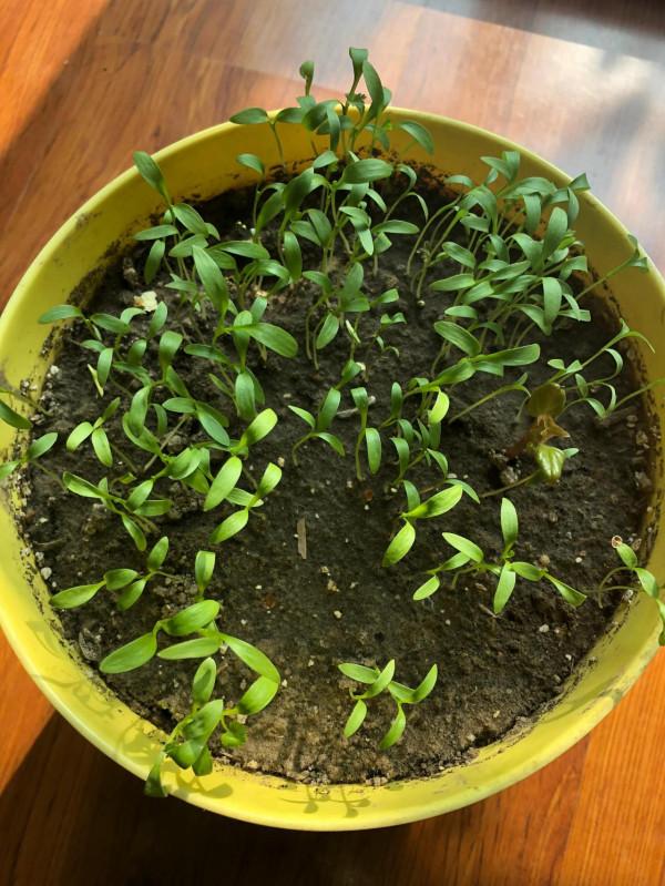 給生活添點小樂趣