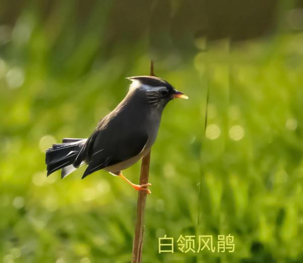 我的小鳥真可愛