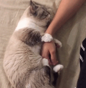 把貓咪喂胖,然後遺棄,這些人是在變相虐待寵物嗎? 把貓咪喂胖,然後遺棄,這些人是在變相虐待寵物嗎?