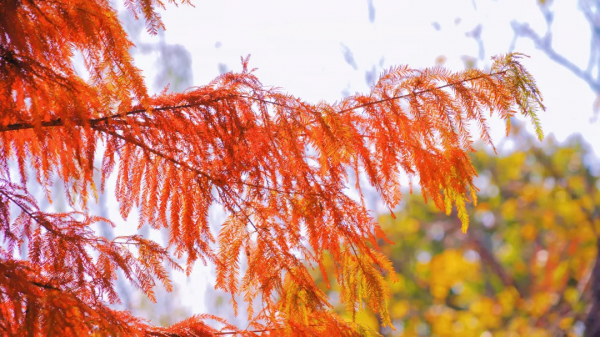 嗨，想和你一起看鹿城冬日限定美景