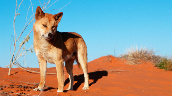“村口大黃”到澳變身頂級殺手,吃袋鼠偷綿羊讓人頭疼,憑什麼? “村口大黃”到澳變身頂級殺手,吃袋鼠偷綿羊讓人頭疼,憑什麼?