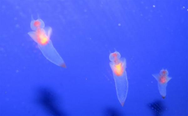 隱藏在天使外表下的“惡魔”！揭開“海天使”的神秘面紗