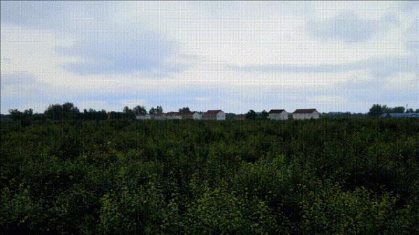 挖一勺梨膏泡一碗茶水,近60年的梨樹,帶給我們的還有歲月的積澱 挖一勺梨膏泡一碗茶水,近60年的梨樹,帶給我們的還有歲月的積澱