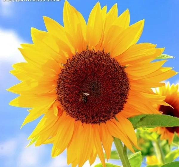 大道“損有餘而益不足”的互補和平等互助