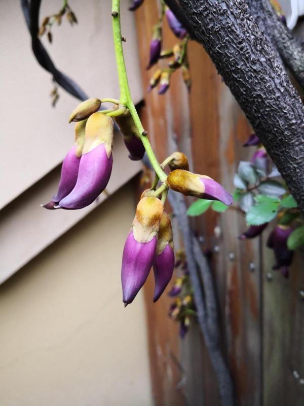 禾雀花：猶如禾雀飛舞