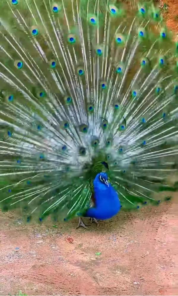孔雀開屏。