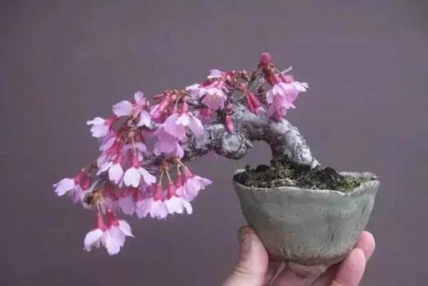 精美的袖珍盆景 精美的袖珍盆景