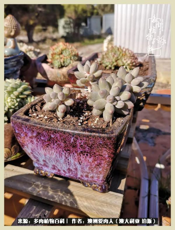 多肉變胖純屬正常,我的變胖卻是工傷 多肉變胖純屬正常,我的變胖卻是工傷