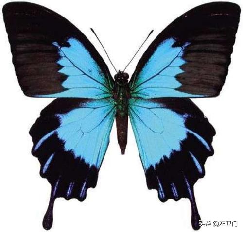 夢幻般的國蝶，你知道多少？