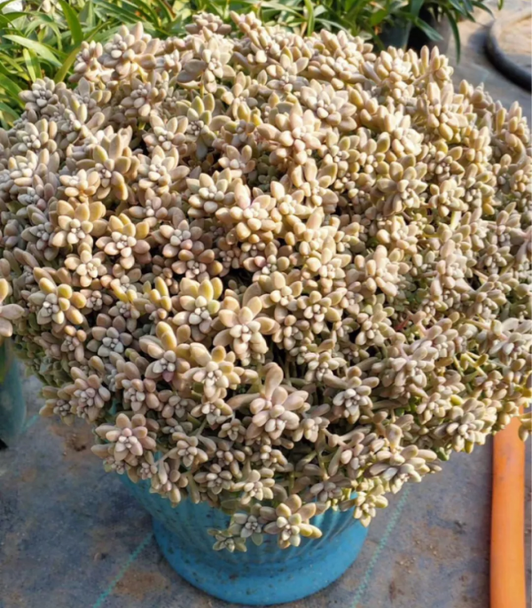 有些花，用小盆養，能養的更好