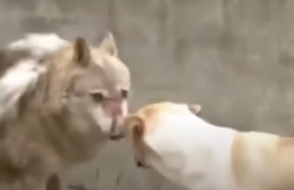 動物園狼區驚現一隻中華田園犬，園方：已同居5年，相處融洽