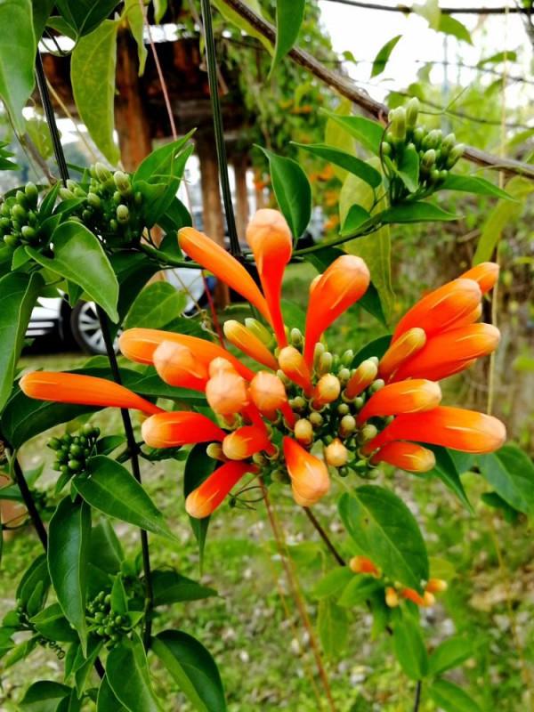 北海散記之花卉篇（下）