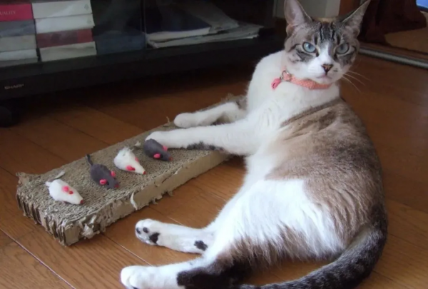 “下輩子,我再也不養暹羅貓了!” “下輩子,我再也不養暹羅貓了!”