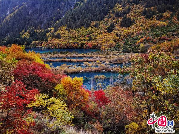 九寨溝金秋最美時 燻醉遊人不知歸 九寨溝金秋最美時 燻醉遊人不知歸