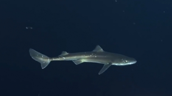 蒙特利灣水族館研究所2021年珍稀深海生物攝影盤點