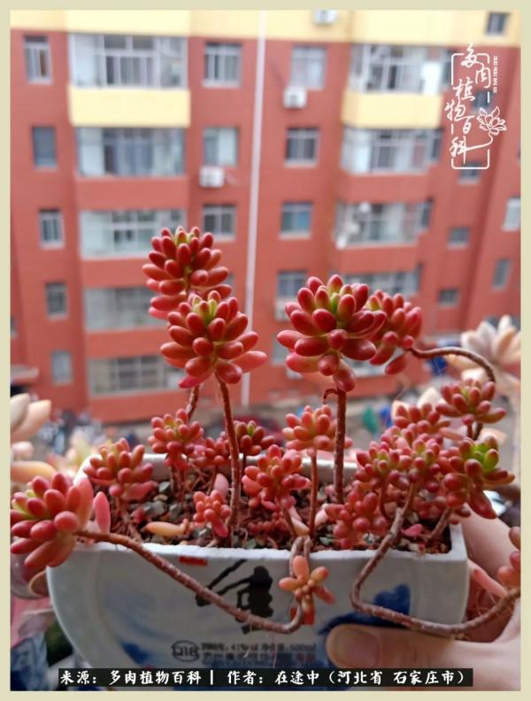 落葉知秋,願你安好 落葉知秋,願你安好