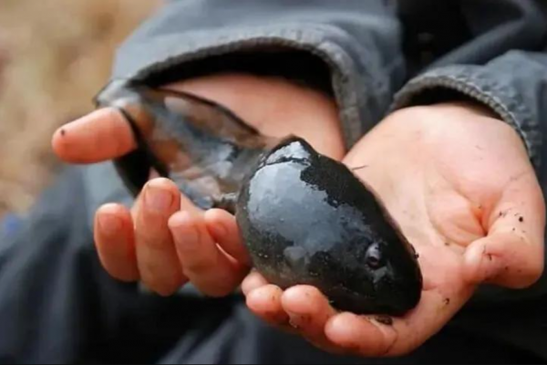 體重6斤多眼睛直徑2.5釐米，世上最大的蛙，蝌蚪跟鵝蛋差不多大