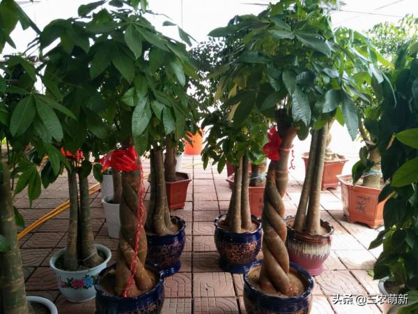 客廳有樹，十家九富！這幾種植物放在家裡，既能鎮宅，又寓意吉祥