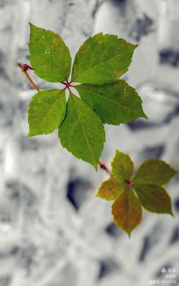 平朔公園的爬山虎