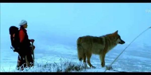 11年前，把狼當兒子帶回家的成都女孩，10年後在草原與它再次相認