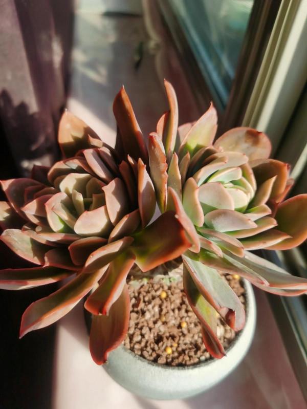 離家三個多月,肉肉還好嗎? 離家三個多月,肉肉還好嗎?