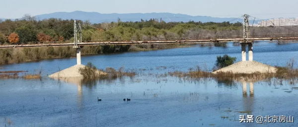 三隻黑天鵝暢遊永定河，多種珍稀鳥類齊聚房山這條生態廊道！