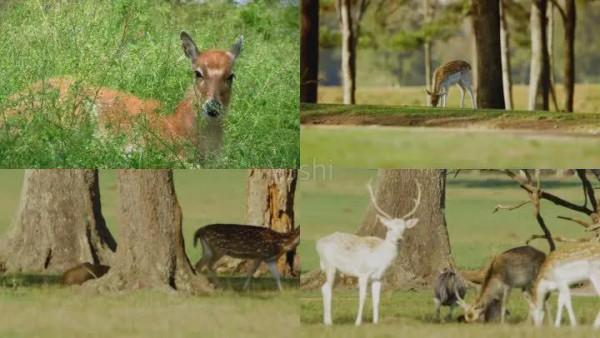 分享圖片 梅花鹿 可愛呆萌 堅強勇敢