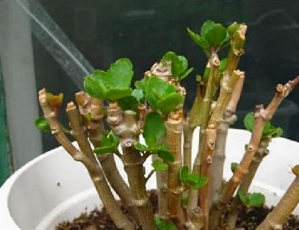 養花懂“取捨”，4種花一招“抹墩切”，1月後更旺、更密