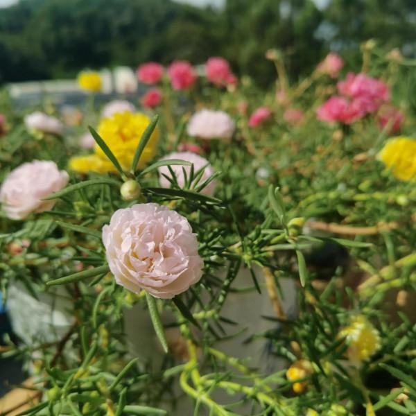 我的太陽花 我的太陽花