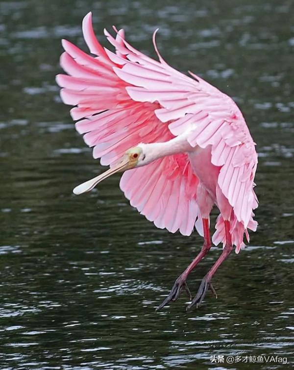 罕見的粉紅色動物