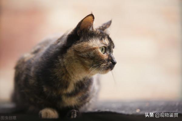 貓會說話嗎？為什麼要殺死會說話的貓