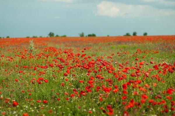 圖片分享一一乎倫貝爾大草原美景