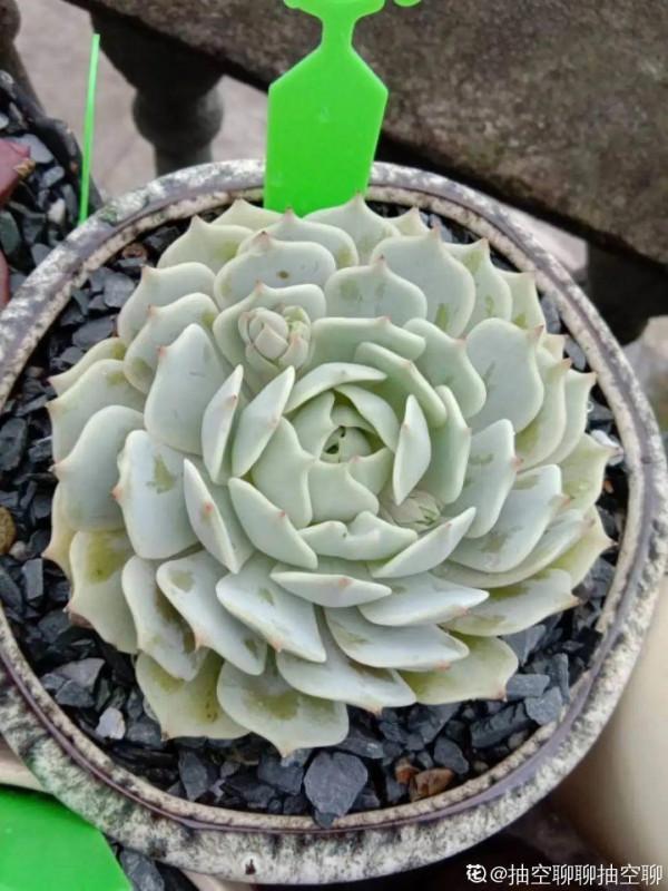 冬天6類花，葉片和花苞別噴水，一噴就爛了