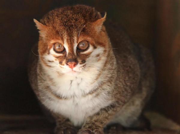 虎頭虎腦&CenterDot;壹 扁頭豹貓