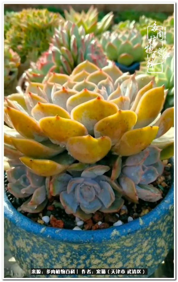 人生紛亂奈我幾何，與多肉相伴度年華